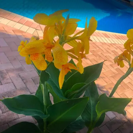 Appartamento Lili Apartments,oasis 2,5 Km From Hania Center Parigoria